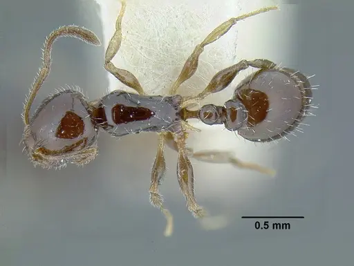 Temnothorax politus specimen LACMENT323200 image lacment323200_1