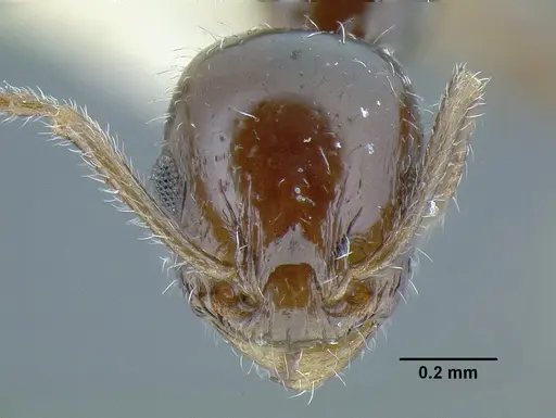 Temnothorax politus specimen LACMENT323200 image lacment323200_2