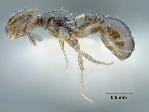 Temnothorax politus specimen LACMENT323200 image lacment323200_3