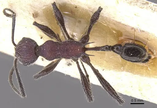 Temnothorax porphyritis specimen CASENT0912983 image casent0912983_1