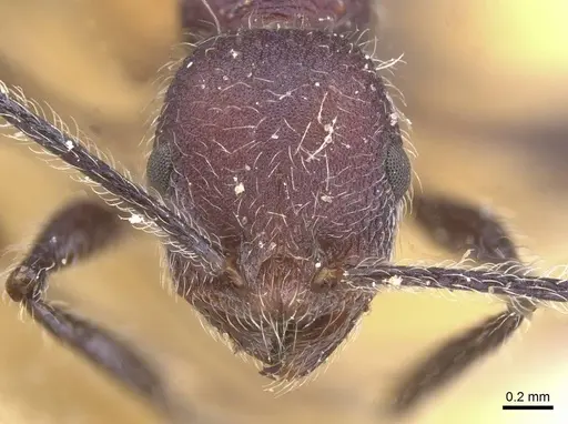 Temnothorax porphyritis specimen CASENT0912983 image casent0912983_2