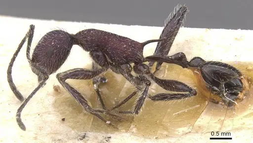 Temnothorax porphyritis specimen CASENT0912983 image casent0912983_3