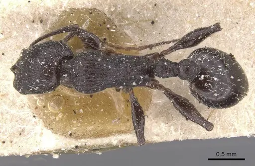 Temnothorax productus specimen CASENT0912915 image casent0912915_1