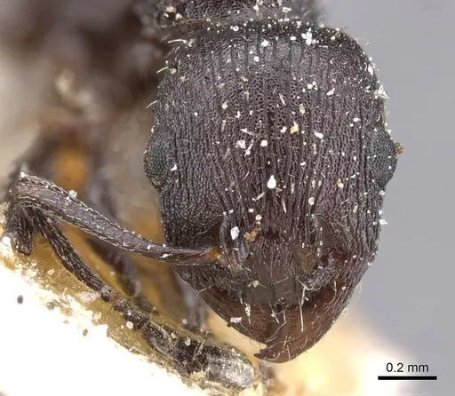 Temnothorax productus specimen CASENT0912915 image casent0912915_2