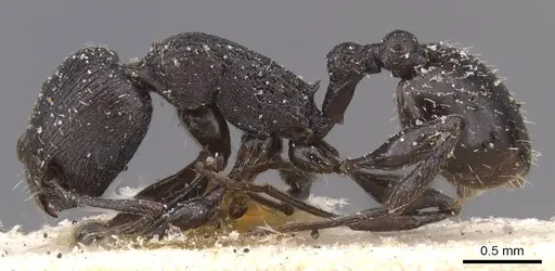 Temnothorax productus specimen CASENT0912915 image casent0912915_3