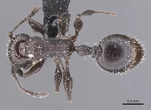 Temnothorax productus specimen CASENT0912916 image casent0912916_1