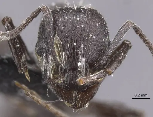 Temnothorax productus specimen CASENT0912916 image casent0912916_2