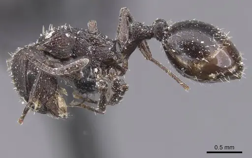 Temnothorax productus specimen CASENT0912916 image casent0912916_3