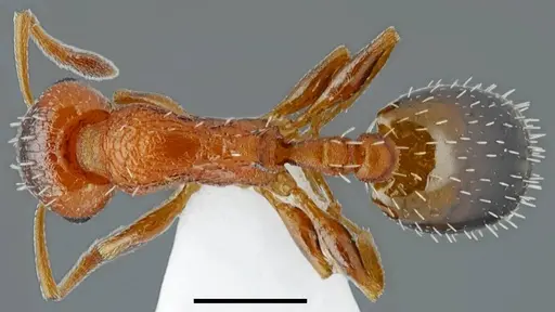 Temnothorax proteii specimen CASENT0845924 image casent0845924_1
