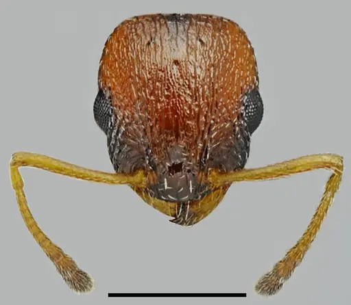 Temnothorax proteii specimen CASENT0845924 image casent0845924_2