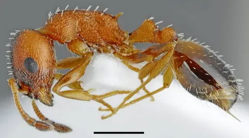 Temnothorax proteii specimen CASENT0845924 image casent0845924_3