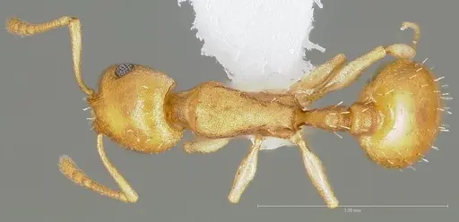 Temnothorax pseudandrei specimen CASENT0005693 image casent0005693_1