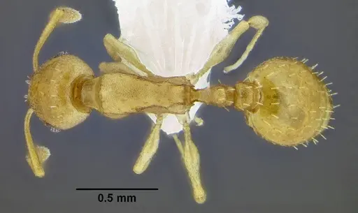 Temnothorax pseudandrei specimen CASENT0005693 image casent0005693_2