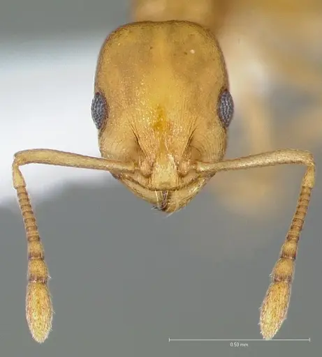 Temnothorax pseudandrei specimen CASENT0005693 image casent0005693_3