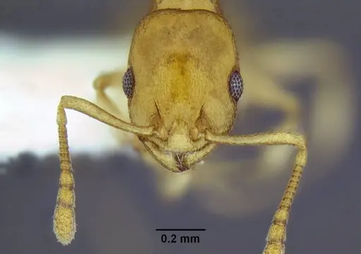 Temnothorax pseudandrei specimen CASENT0005693 image casent0005693_4