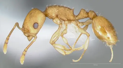 Temnothorax pseudandrei specimen CASENT0005693 image casent0005693_5