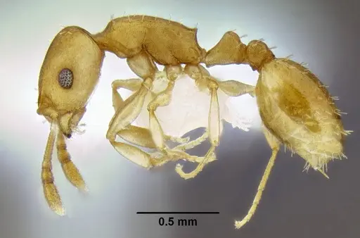 Temnothorax pseudandrei specimen CASENT0005693 image casent0005693_6