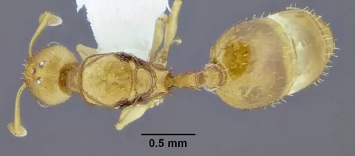 Temnothorax pseudandrei specimen CASENT0339311 image casent0339311_1