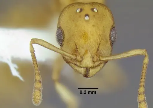 Temnothorax pseudandrei specimen CASENT0339311 image casent0339311_2