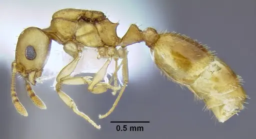 Temnothorax pseudandrei specimen CASENT0339311 image casent0339311_3