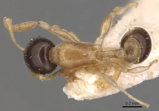 Temnothorax pulchellus specimen CASENT0904717 image casent0904717_1