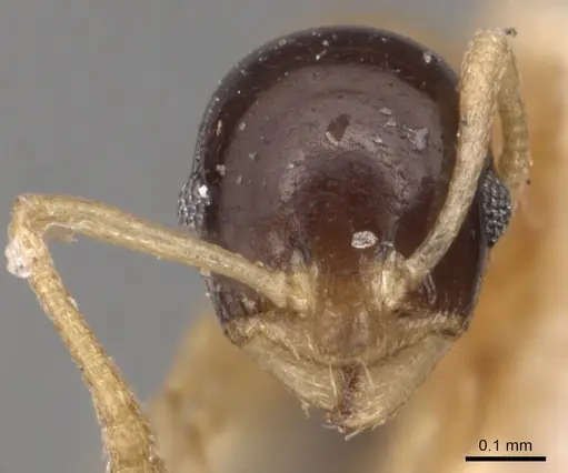Temnothorax pulchellus specimen CASENT0904717 image casent0904717_2
