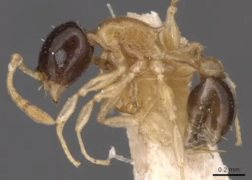 Temnothorax pulchellus specimen CASENT0904717 image casent0904717_3