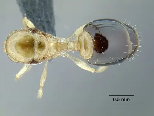 Temnothorax pulchellus specimen LACMENT323203 image lacment323203_1