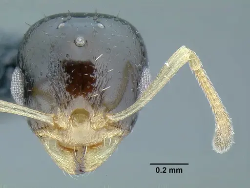 Temnothorax pulchellus specimen LACMENT323203 image lacment323203_2