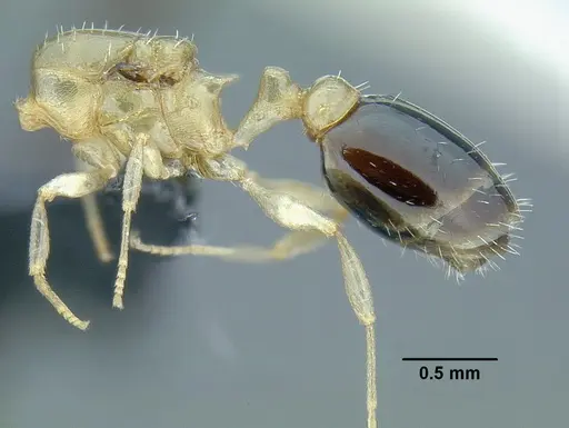 Temnothorax pulchellus specimen LACMENT323203 image lacment323203_3