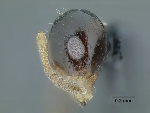 Temnothorax pulchellus specimen LACMENT323203 image lacment323203_4