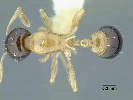 Temnothorax pulchellus specimen LACMENT323204 image lacment323204_1