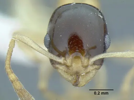 Temnothorax pulchellus specimen LACMENT323204 image lacment323204_2