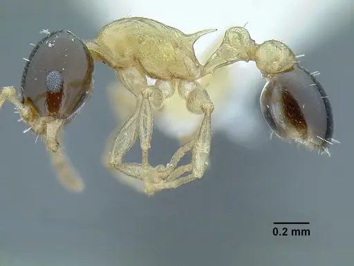 Temnothorax pulchellus specimen LACMENT323204 image lacment323204_3