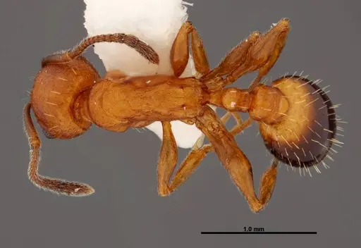 Temnothorax punctaticeps specimen FMNHINS0000049467 image fmnhins0000049467_1
