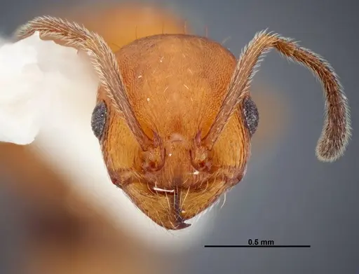Temnothorax punctaticeps specimen FMNHINS0000049467 image fmnhins0000049467_2