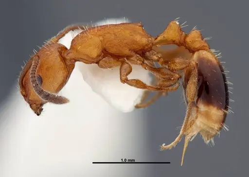 Temnothorax punctaticeps specimen FMNHINS0000049467 image fmnhins0000049467_3