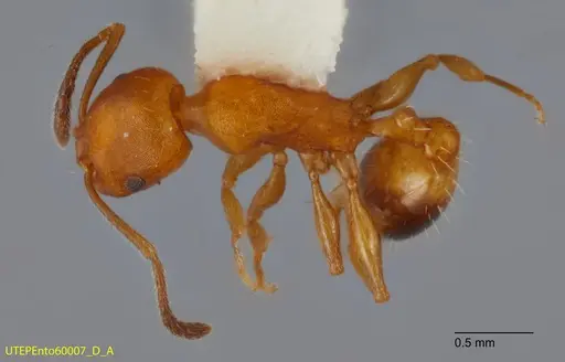 Temnothorax punctaticeps specimen UTEPENTO60007-01 image utepento60007-01_1