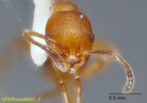 Temnothorax punctaticeps specimen UTEPENTO60007-01 image utepento60007-01_2