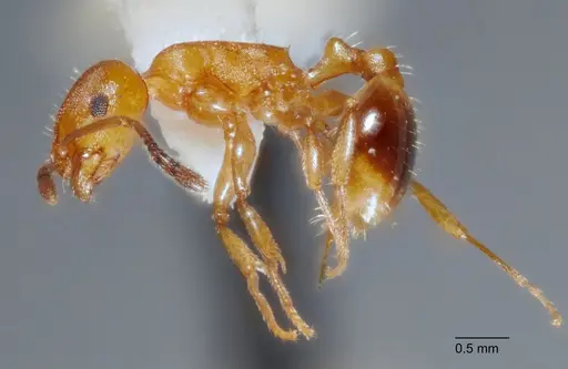 Temnothorax punctaticeps specimen UTEPENTO60007-01 image utepento60007-01_3