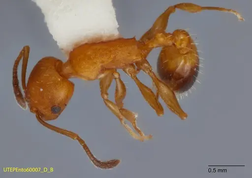 Temnothorax punctaticeps specimen UTEPENTO60007-02 image utepento60007-02_1