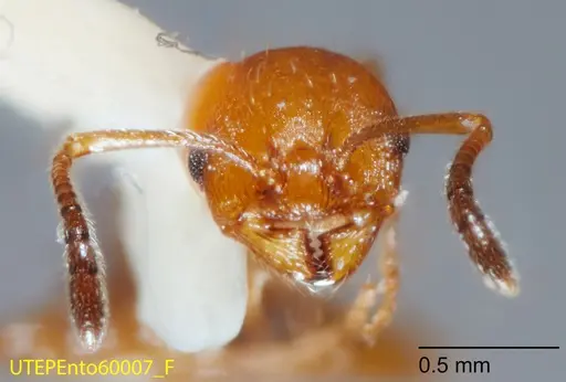 Temnothorax punctaticeps specimen UTEPENTO60007-02 image utepento60007-02_2