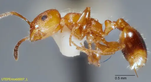 Temnothorax punctaticeps specimen UTEPENTO60007-02 image utepento60007-02_3