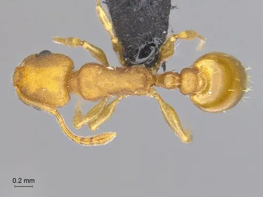 Temnothorax punctatissimus specimen CASENT0758783 image casent0758783_1