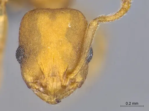 Temnothorax punctatissimus specimen CASENT0758783 image casent0758783_2