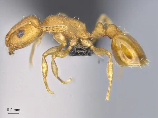 Temnothorax punctatissimus specimen CASENT0758783 image casent0758783_3