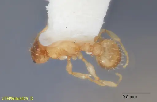 Temnothorax punctatissimus specimen UTEPENTO5425 image utepento5425_1