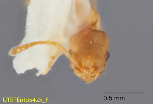 Temnothorax punctatissimus specimen UTEPENTO5425 image utepento5425_2