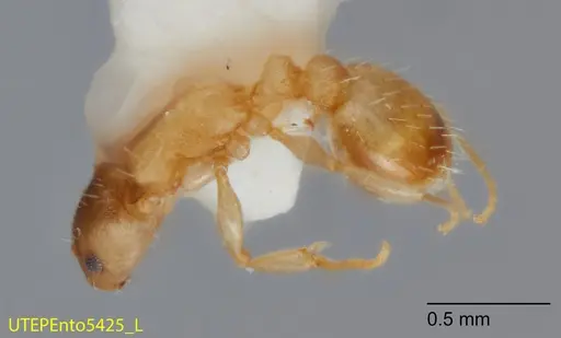 Temnothorax punctatissimus specimen UTEPENTO5425 image utepento5425_3