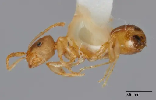 Temnothorax punctatissimus specimen UTEPENTO60006 image utepento60006_1